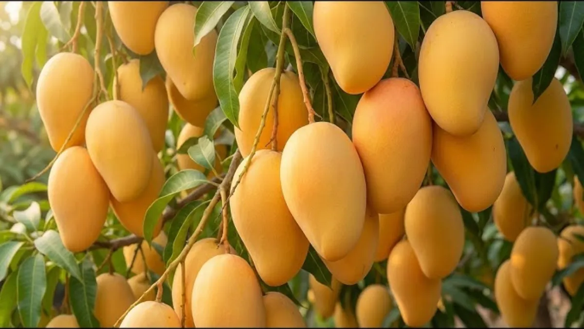 芒果视频 - 果农采摘芒果纪实