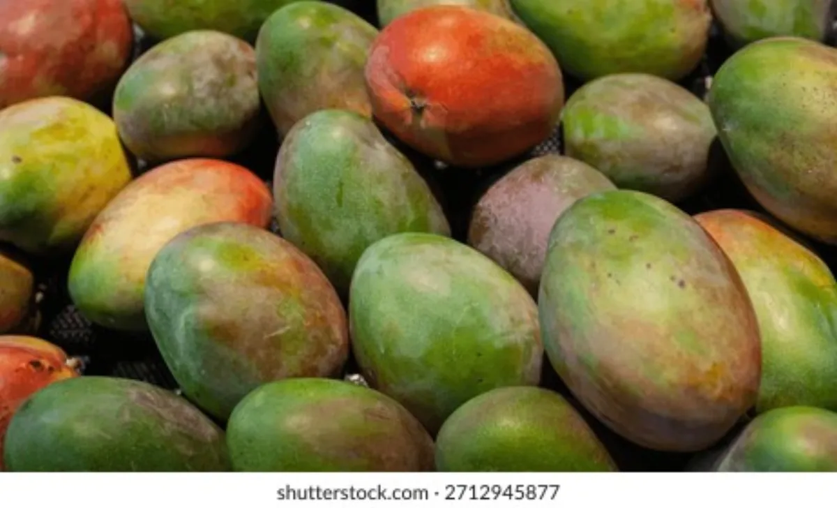 芒果视频 - 芒果品种大全图鉴